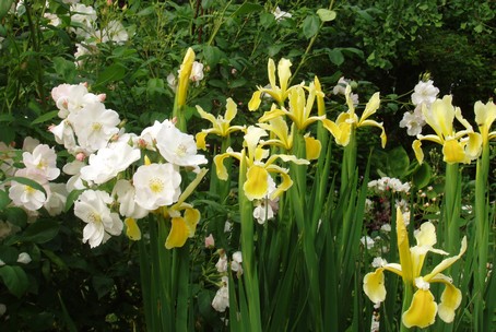 Eglantine et iris jaunes, à Diebolsheim, en alsace